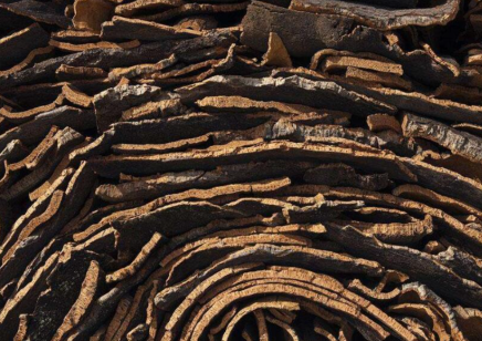 橡木树皮怎么取材？为什么适合做成软木颗粒？