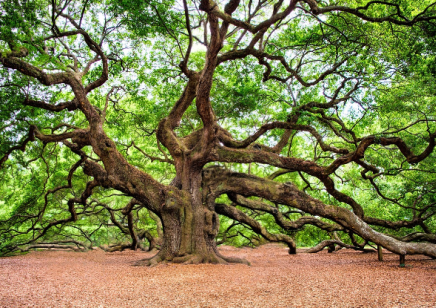 软木颗粒原料橡木树：生态环境中永恒的保护者