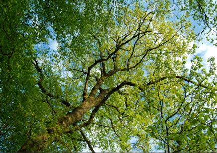 收获橡木软木树皮的最佳季节是几月？