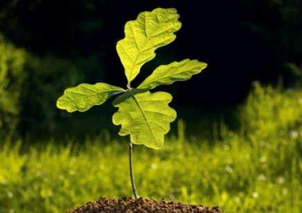 橡木的成长周期，对土壤酸碱度的需求及种植的科学方法