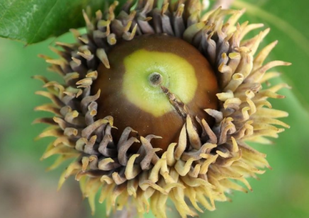栓皮栎的果实有什么营养成分，可以加工成食品吗